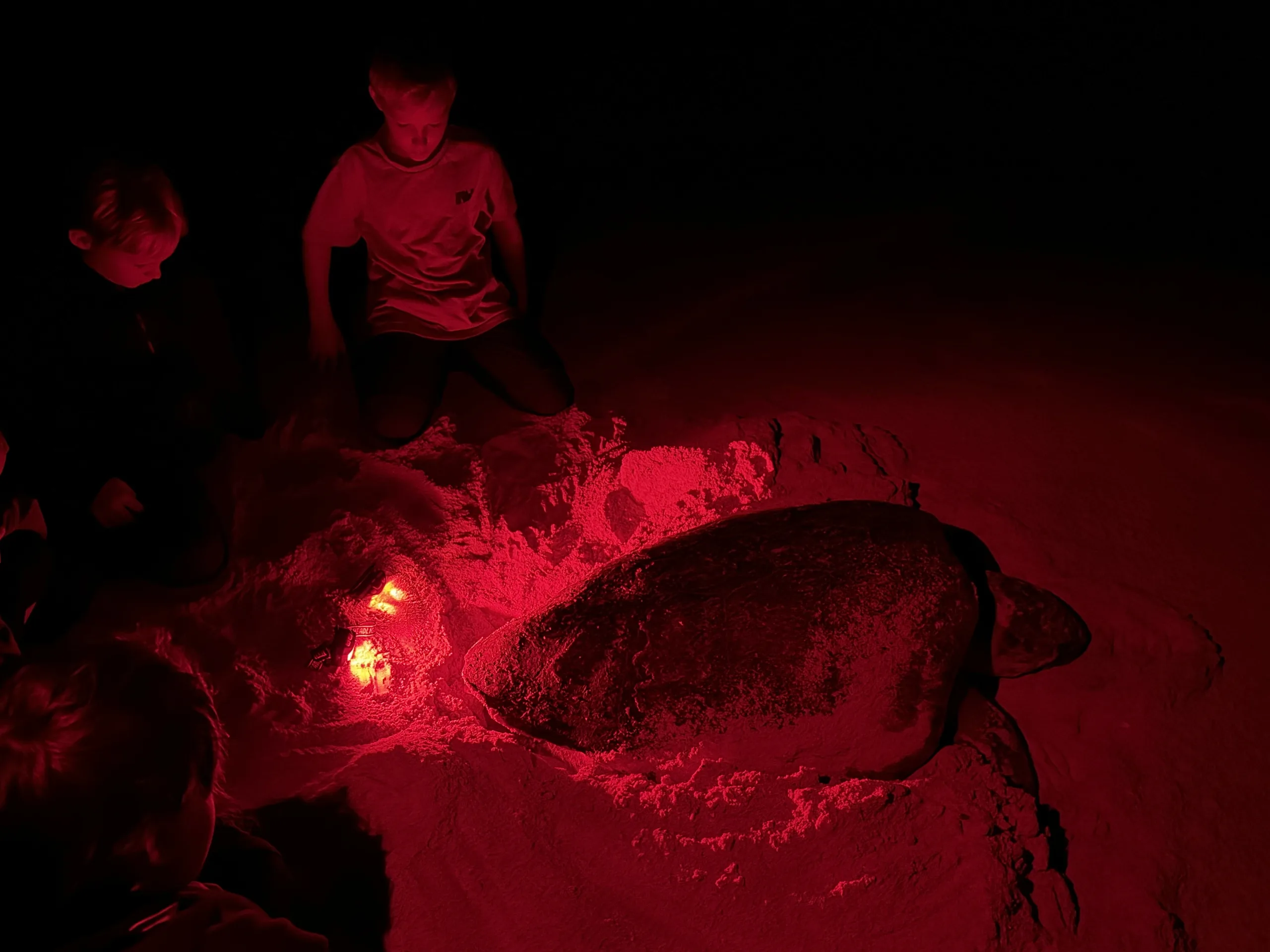 Turtle Watching