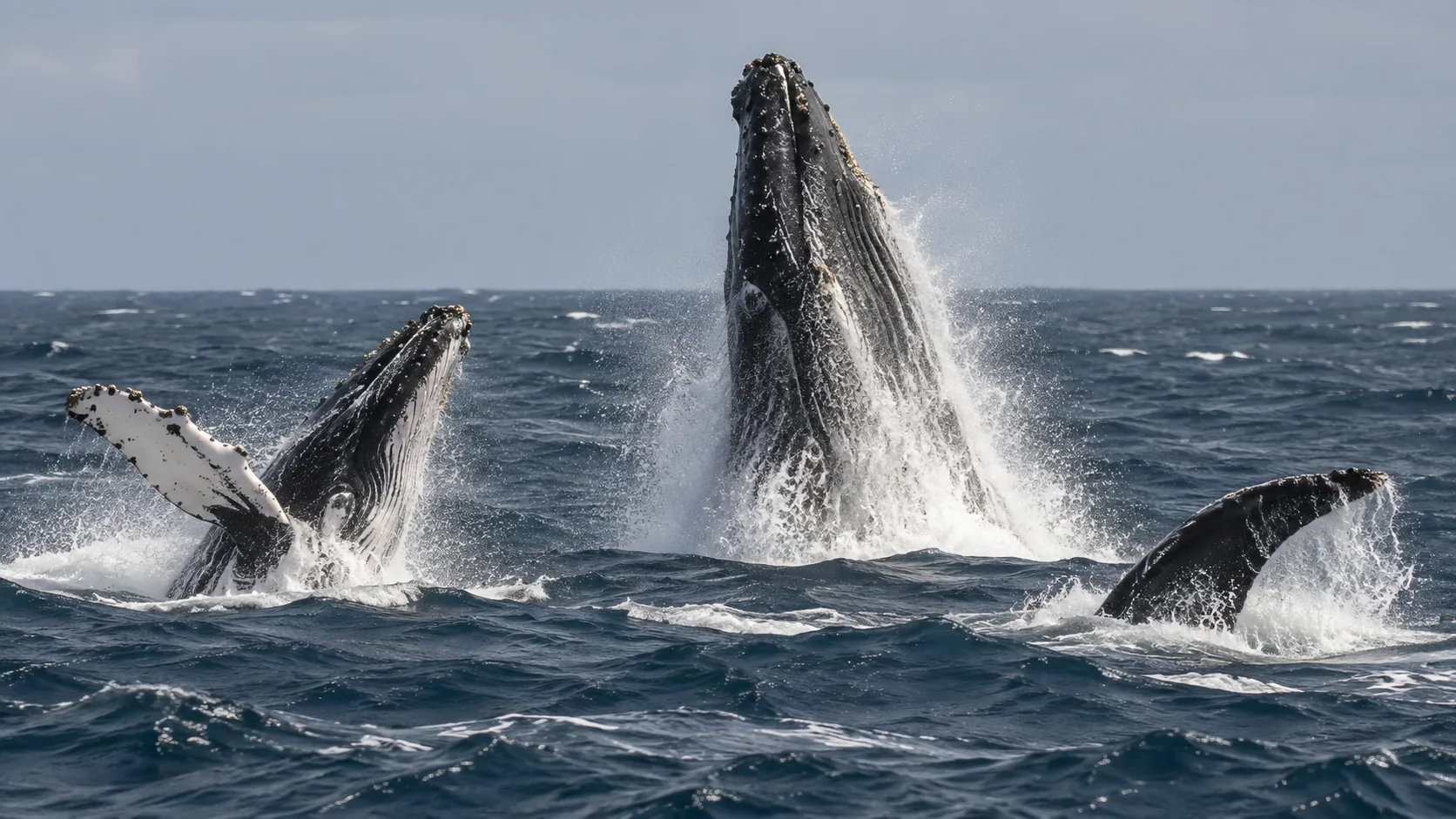 Whale Watching in Boa Vista