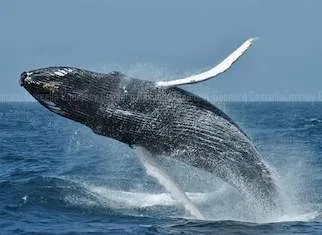 Whale Watching in Boa Vista