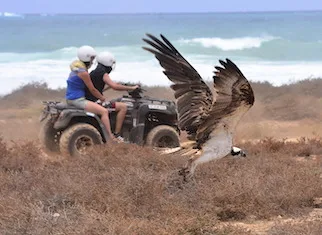 Quad & Buggy Tours
