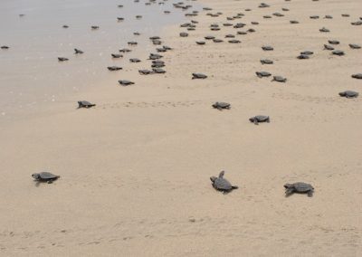 babyturtles-2-Cópia-min (1)